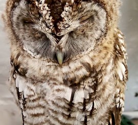 Birds of prey fly in for New Year’s Eve