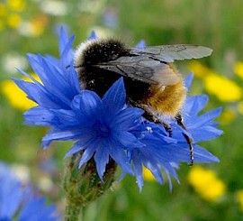 New grass verge scheme is the bees knees