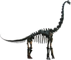 Brachiosaurus (Brac-e-a-saurus) “The Giraffe-like Dinosaur”