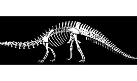 Brontosaurus (Bron-toe-saurus) “The Thunder lizard”