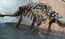 Anklyosaurus (An-kie-lo-sore-us)  “The Defensive Dino”