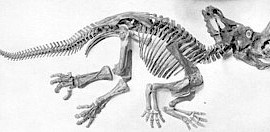 Centrosaurus (Sen-tro-sore-us.) “The Prickly Lizard”