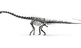Diplodocus (Dip-lod-acus) “The long friendly Dinosaur”