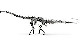 Diplodocus (Dip-lod-acus) “The long friendly Dinosaur”