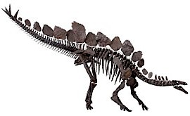 Stegosaurus [Steg-a-saur-us] “The Armoured Giant”