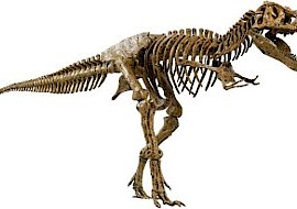 Tyrannosaurus Rex  (Tai-Ran-Na-Sourus Rex)  “King of the Dinosaurs”