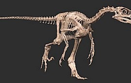 Velociraptor  (Va-Los-a-raptor)  “The Speedy thief”